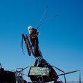 Mantis