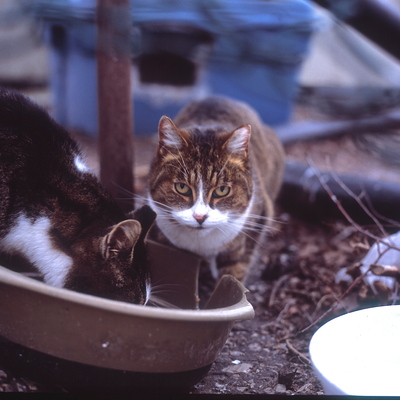 Downsview Feral Cat Colony